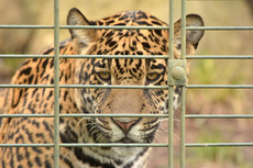 Jaguar_1.jpg